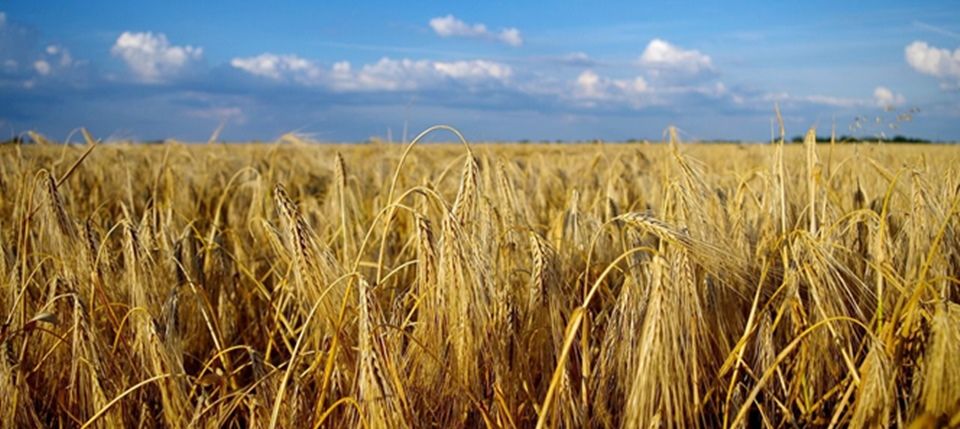 Campo argentino