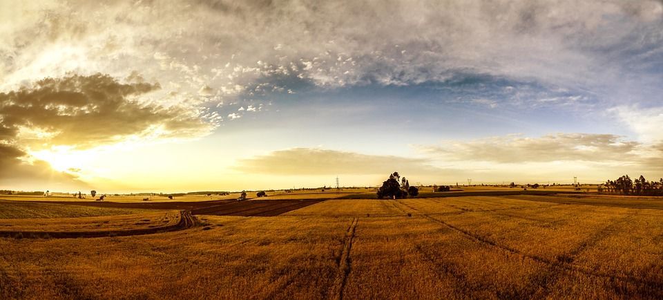 Campo al atardecer