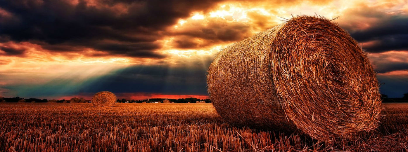 Campo agrícola